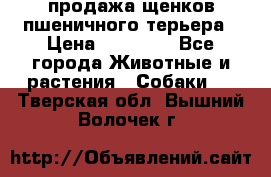 продажа щенков пшеничного терьера › Цена ­ 35 000 - Все города Животные и растения » Собаки   . Тверская обл.,Вышний Волочек г.